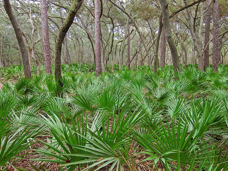 Saw palmetto para a sade dos homens
